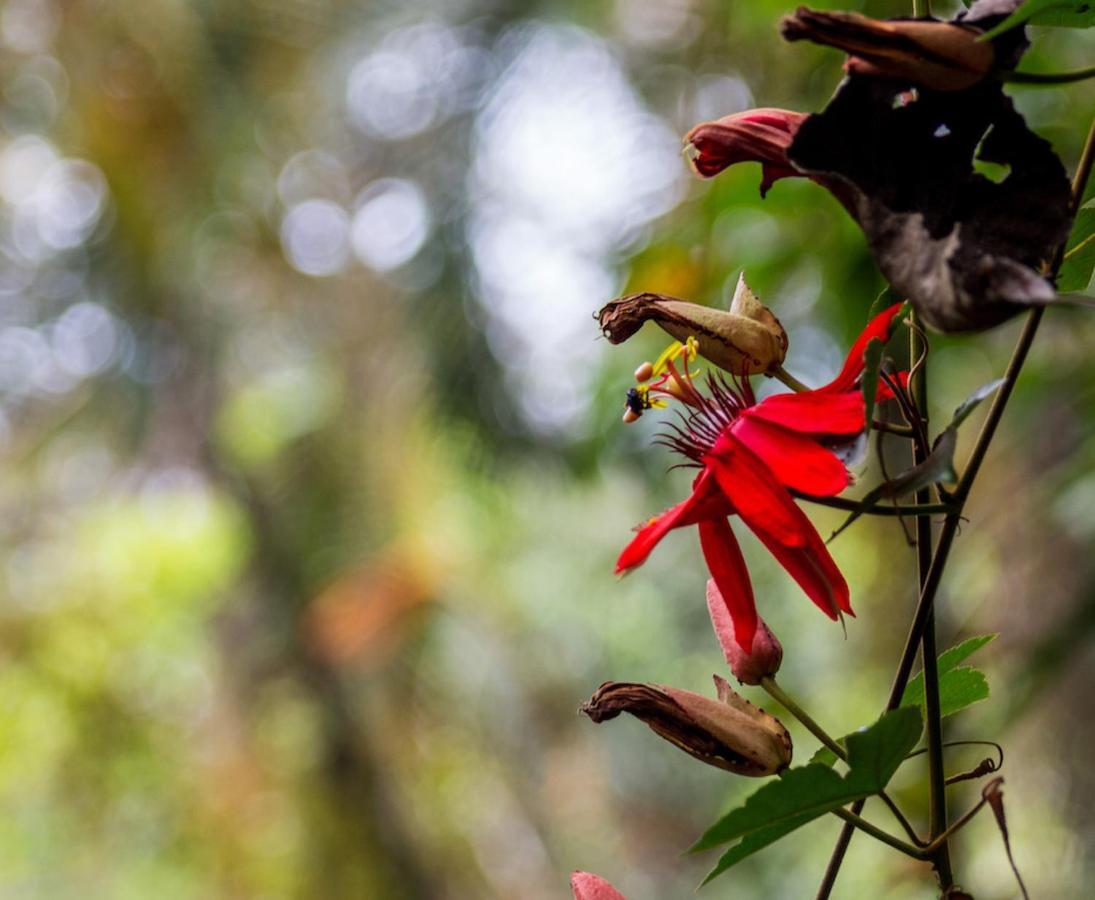 Finca Chica Lodge & Villas Puerto Viejo de Talamanca ภายนอก รูปภาพ